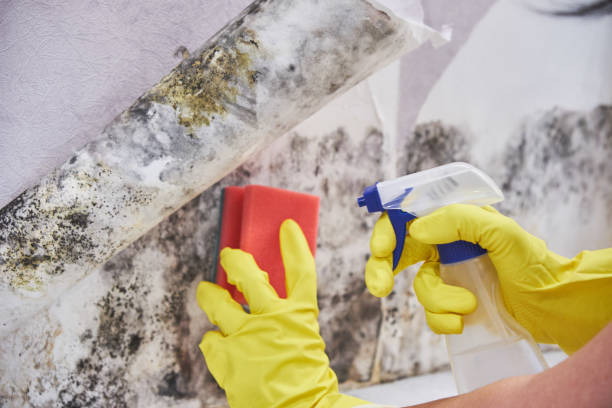 Best Mold Removal for HVAC Installations  in Alexander, AR